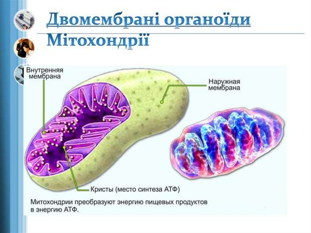 Внутренние мембраны кристы. Кристы митохондрия внутренняя мембрана наружная мембрана. Кристы митохондрий.