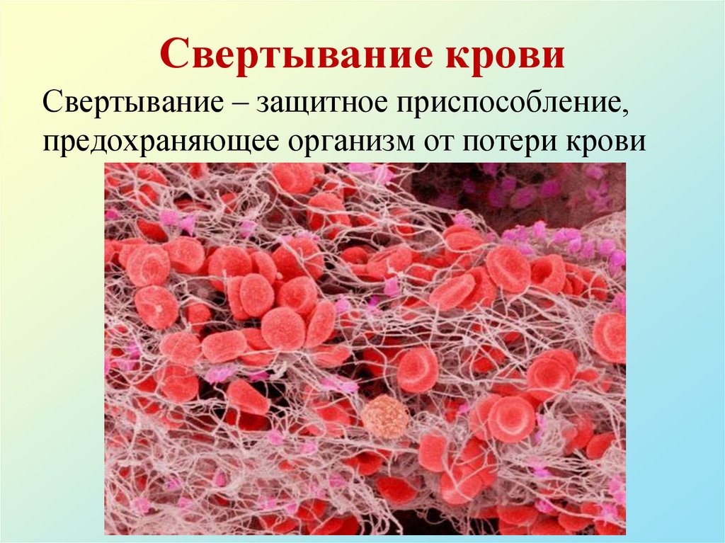 Фермент тромбоцитов. Тромбоциты свертывание крови. Тромбоциты схема свертывания крови. Коагуляция свёртывание крови это. Процесс коагуляции крови.