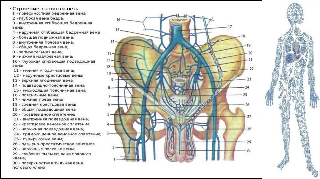 Единичные подвздошные лимфоузлы. Нижняя подвздошная Вена. Внутренняя подвздошная Вена. Наружная подвздошная Вена. Наружные подвздошные вены.