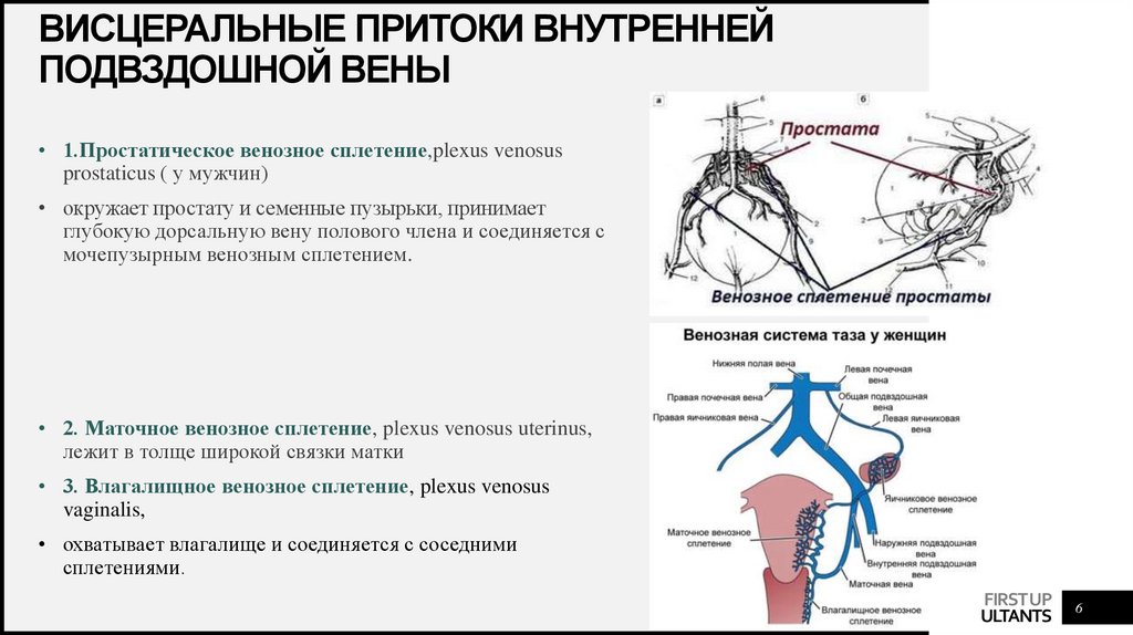 Подвздошных вен