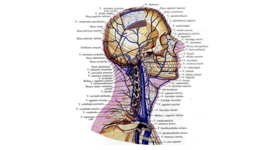 Внутричерепные притоки внутренней яремной вены - презентация онлайн