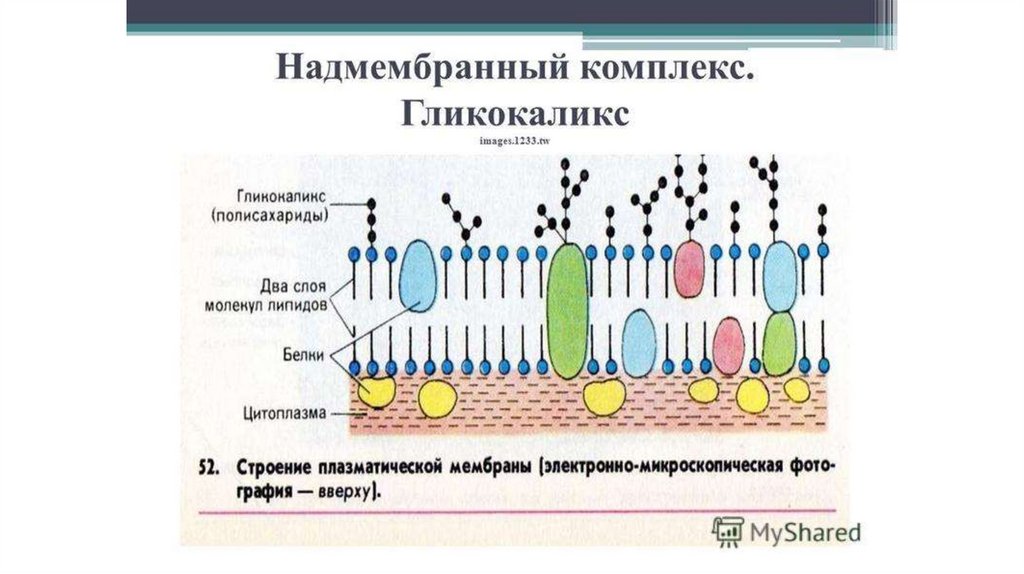 Эукариотическая клетка плазматическая мембрана. Клеточная мембрана строение гликокаликс. Строение мембраны клетки гликокаликс. Строение мембраны с гликокаликсом. Гликокаликс строение и функции.