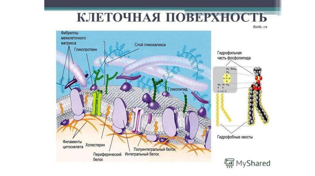 Конспект урока клетка