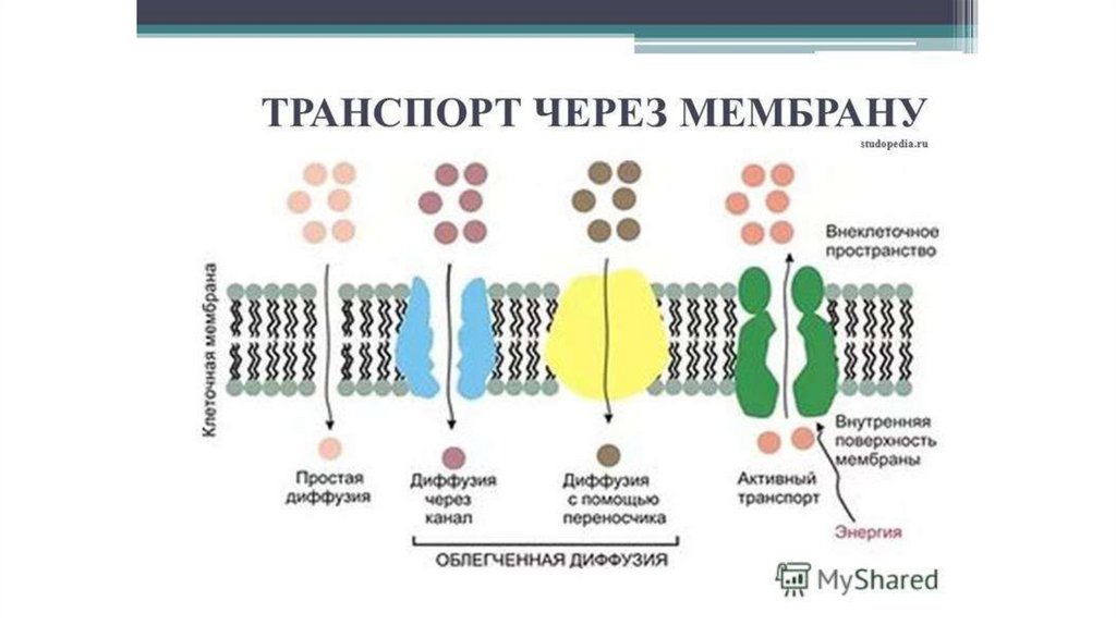 Функция транспорт веществ клетки