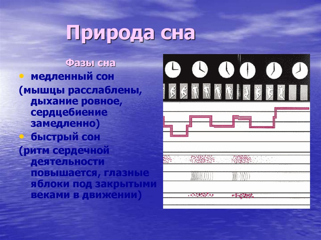 Природа сна