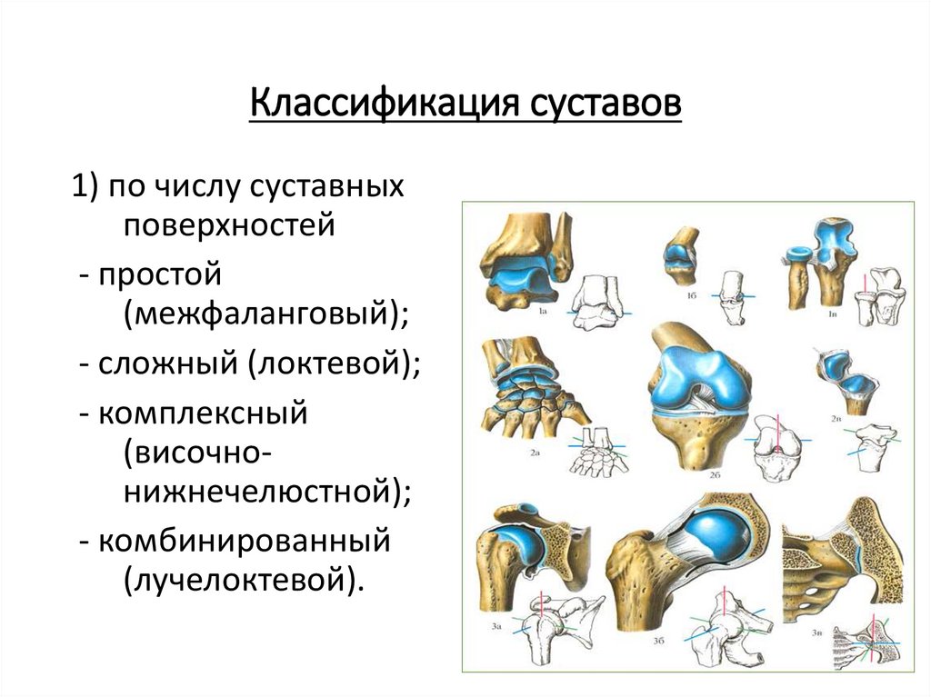 Соединение кости классификация