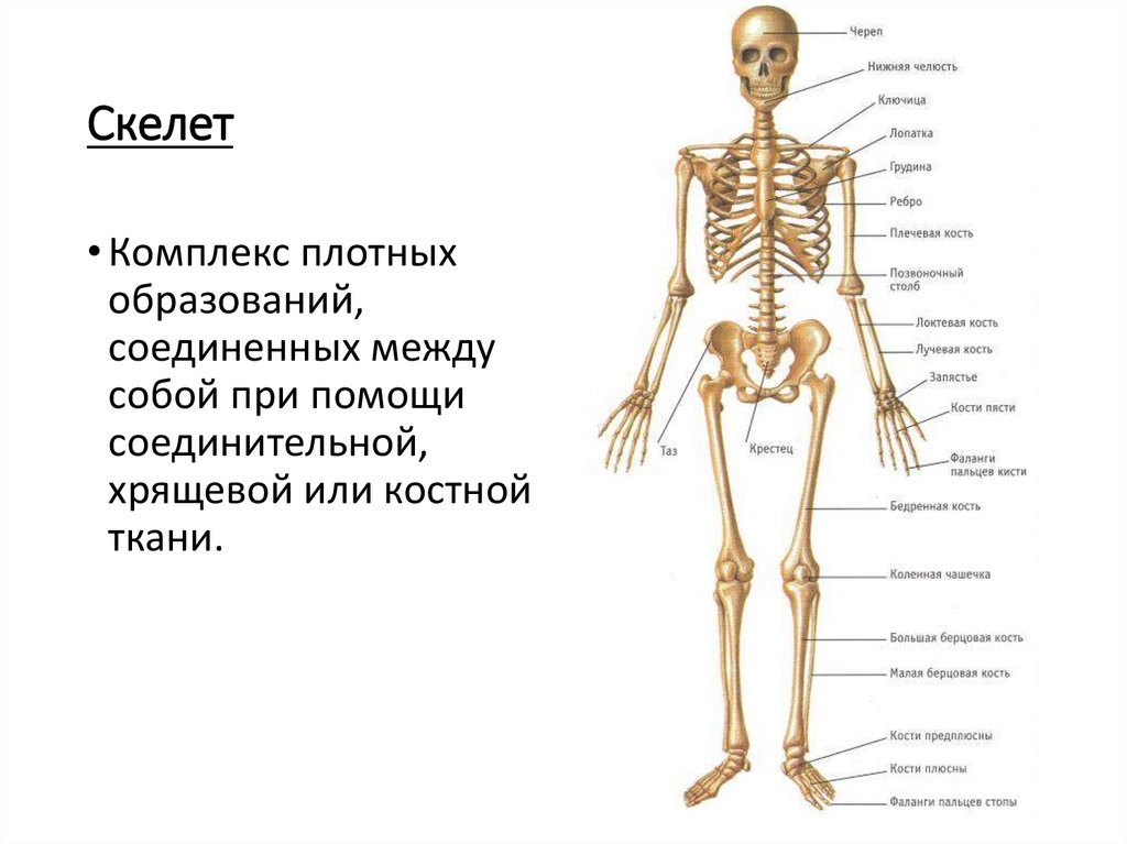 Bones system. Скелетная система человека. Классификация скелета человека. Органы костной системы. Назвать строение костной системы человека?.