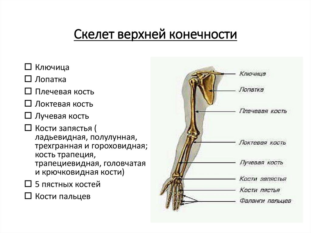 Скелет верхней конечности птицы