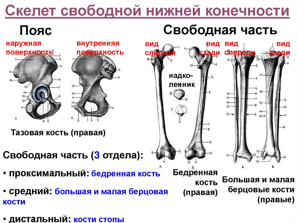 Соединение кости классификация. Классификация костей по привесу. Классификация костных секвестров. Костная система. Металлоз кости как выглядит.