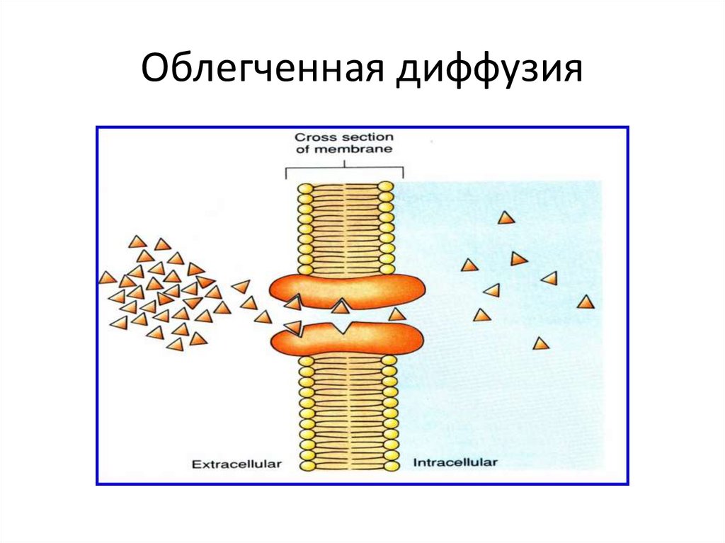 Простая диффузия. Облегченная диффузия осуществляется. Облегченная диффузия в отличие от простой. Диффузное питание клеток. Кросс диффузия.