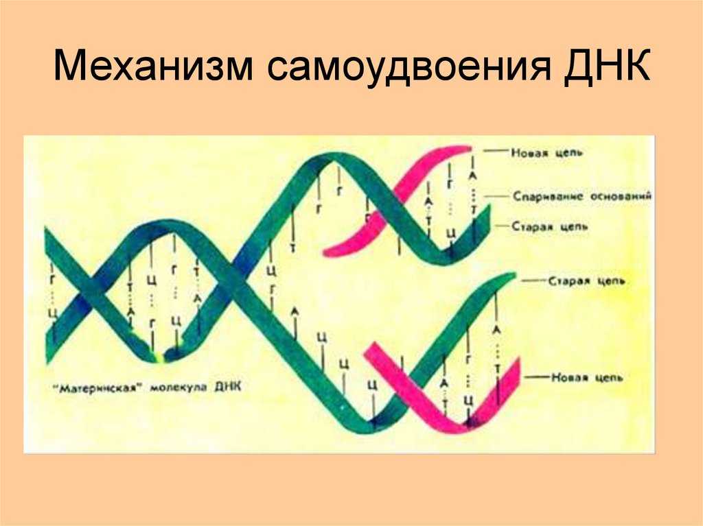 Другое название днк. Самоудвоение ДНК. Как называется процесс самоудвоения ДНК. В какой фазе жизненного цикла происходит самоудвоение ДНК.