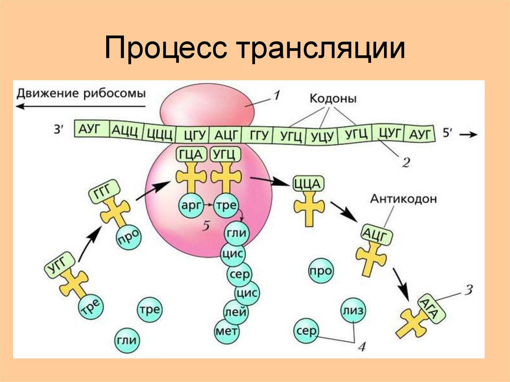 Образование антикодона трнк