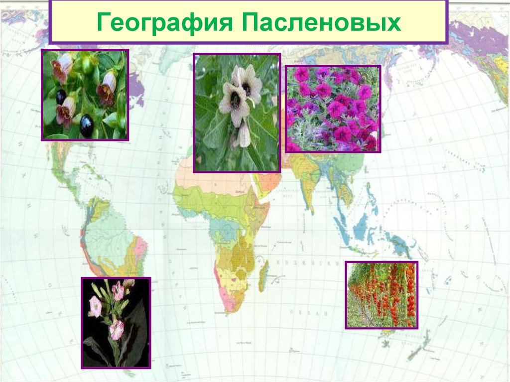 География 33. Семейство Пасленовые распространение. Пасленовые ареал. География пасленовых. Местообитание пасленовых.