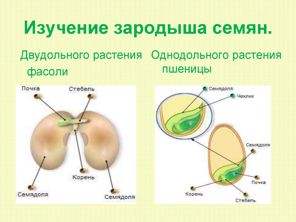 Отличие семян. Строение зародыша семян фасоли и пшеницы. Зародыш двудольных. Зародыш семени фасоли. Строение зародыша пшеницы и фасоли.