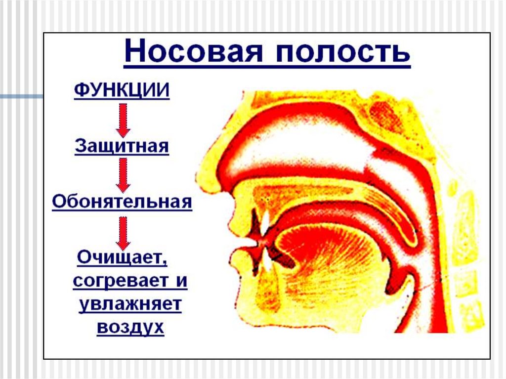 Схема нос человека