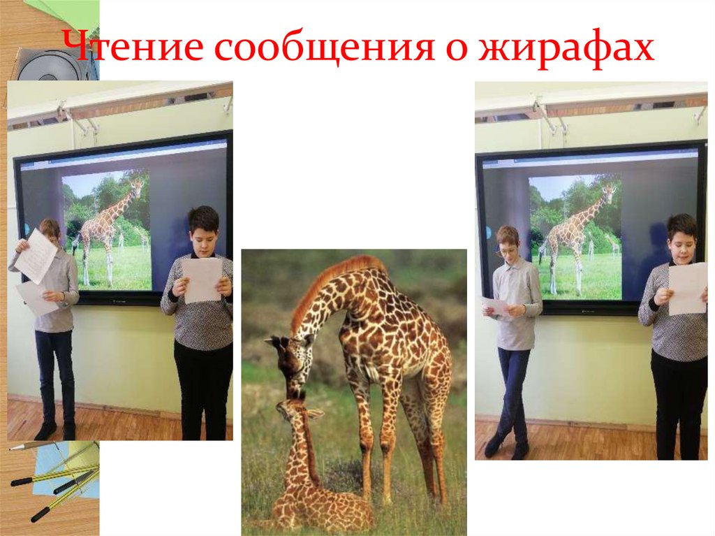 Чтение сообщения о жирафах