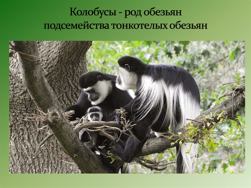 Колобусы - род обезьян подсемейства тонкотелых обезьян