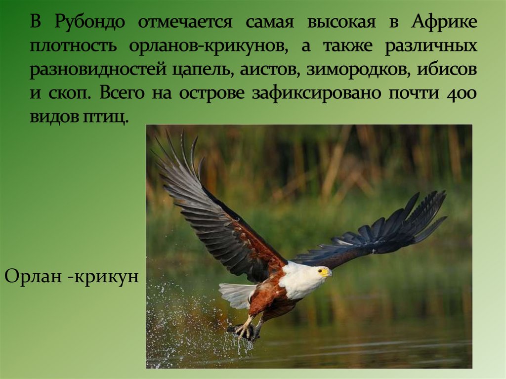 В Рубондо отмечается самая высокая в Африке плотность орланов-крикунов, а также различных разновидностей цапель, аистов,