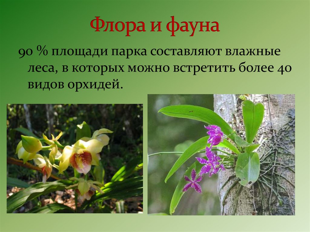 Флора и фауна