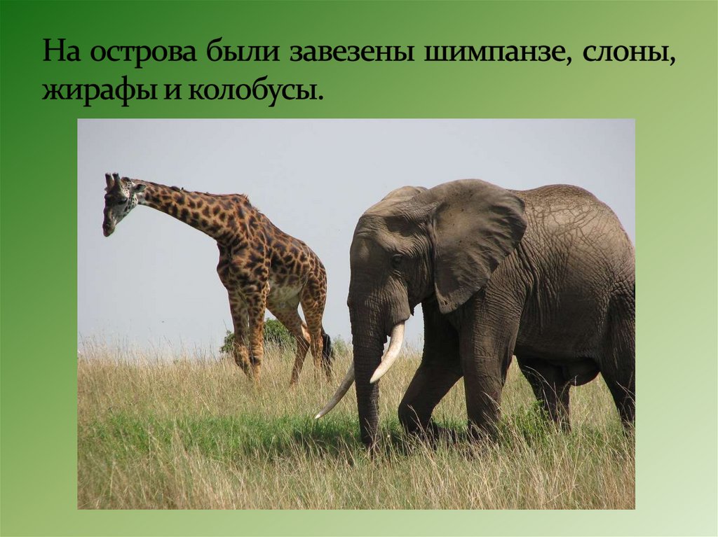 На острова были завезены шимпанзе, слоны, жирафы и колобусы. 