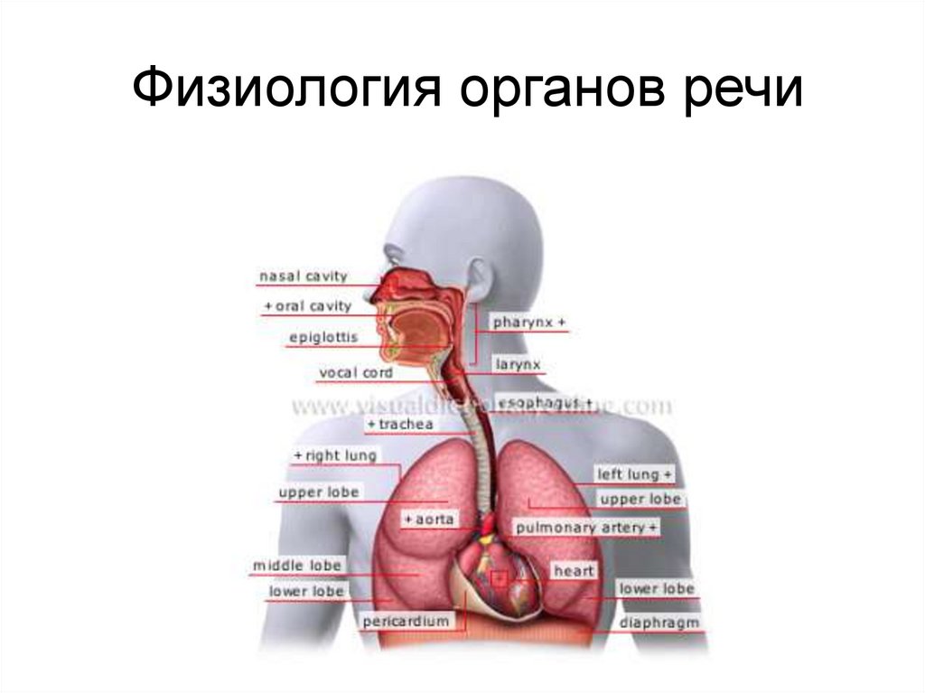 Физиология органов речи презентация