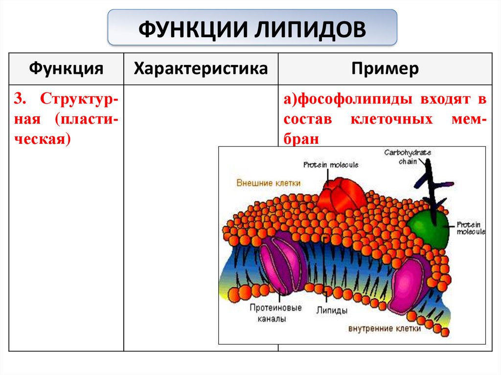 Липиды входят в состав клеток. Строение мембраны клетки . Липиды. Липиды их строение и функции 10 класс. Липиды строение и функции 10 класс. Транспортная функция липидов.
