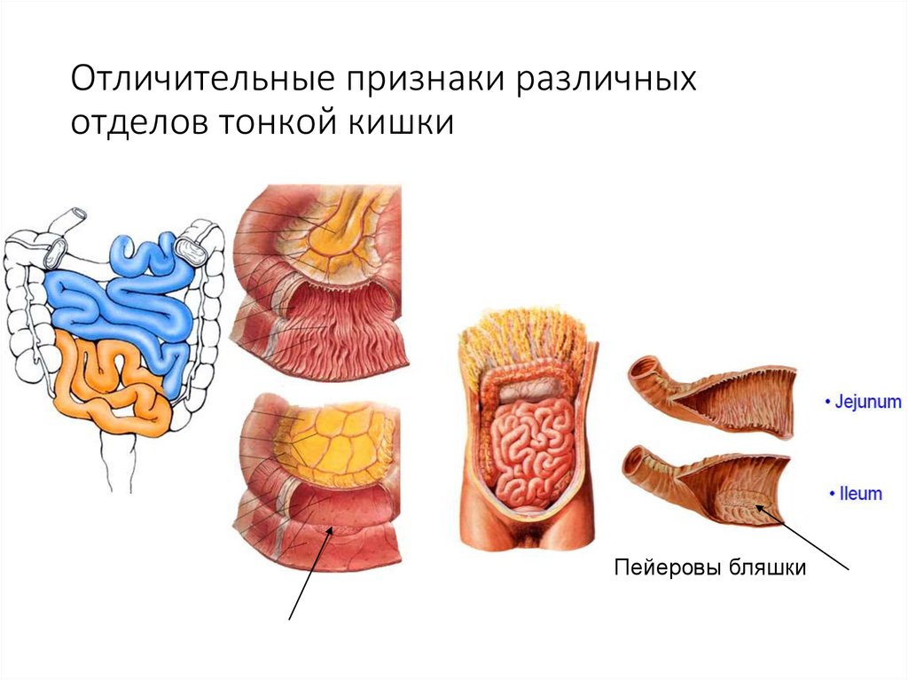 Топография отделы тонкого кишечника