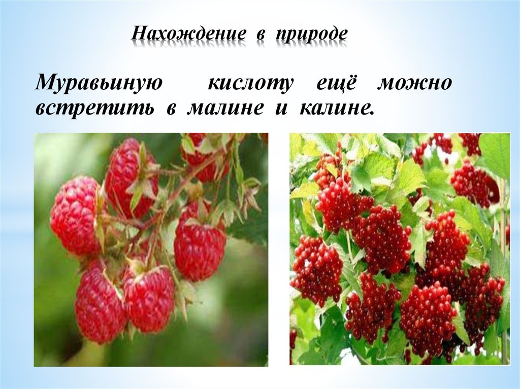 Муравьиная кислота - знакомая и незнакомая - презентация онлайн