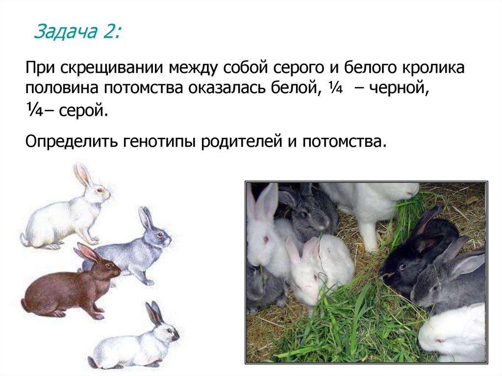 Скрестили белого и черного кроликов определите генотип. Кролик бело серый. Бело серый крольчонок. Скрещивание кроликов. Генотип белой крольчихи.