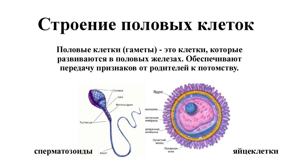 Анатомия половых желез