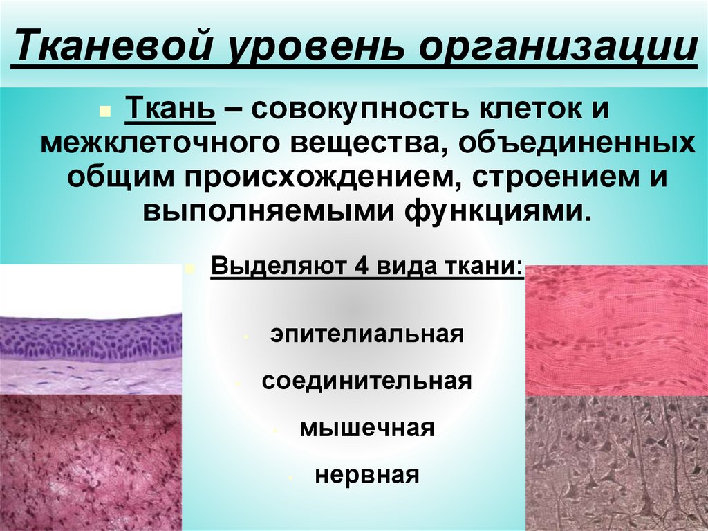 Тканевый уровень организации организма. Тканевый уровень организации. Ткани их классификация. Тканевый уровень организации жизни. Классификация эпителиальной ткани.