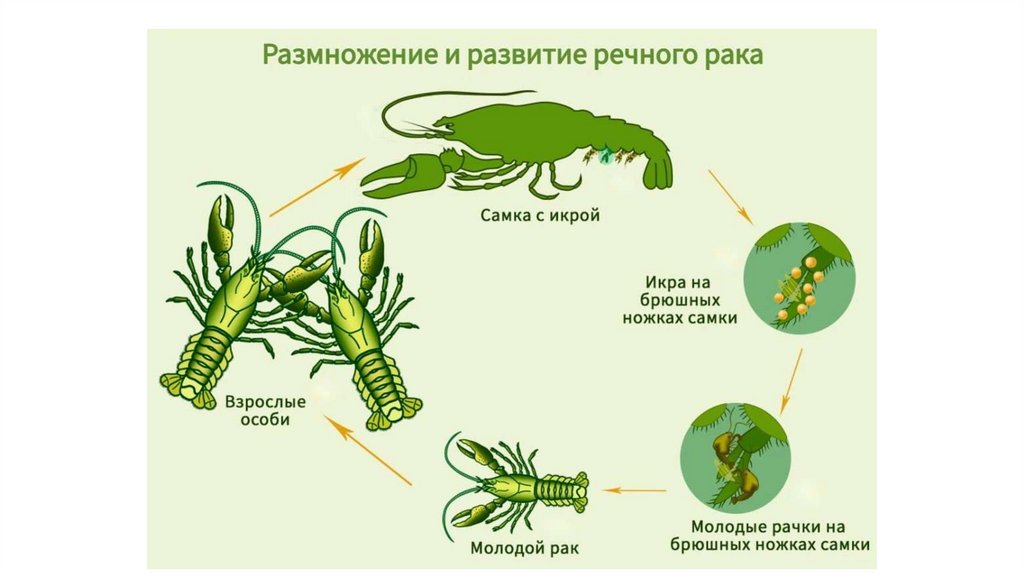Цепочка ракообразных. Размножение ракообразных схема. половая система и размножение ракообразных. жизненный цикл ракообразных схема. размножение членистоногих ракообразные.