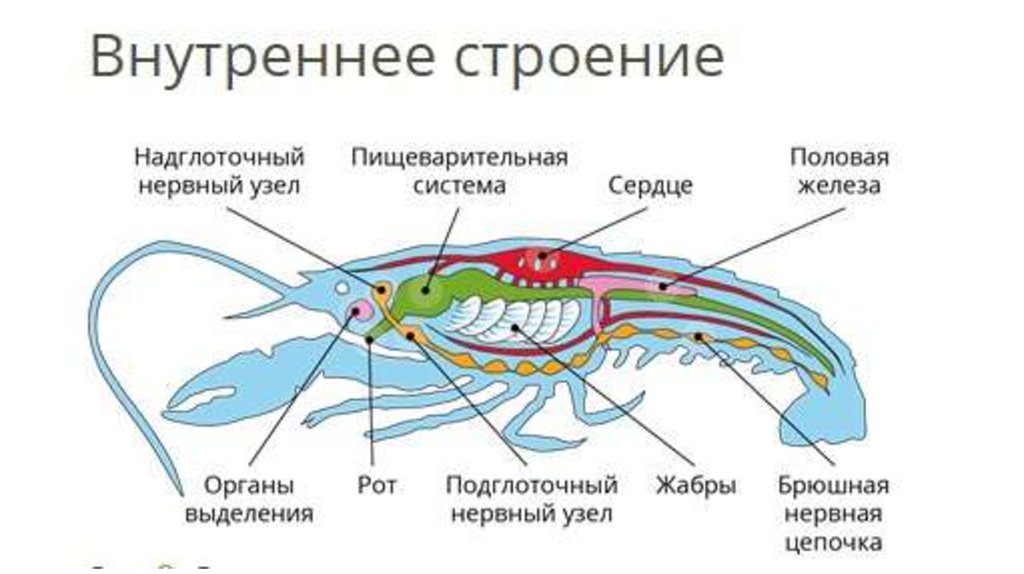 Строение Рака Картинки