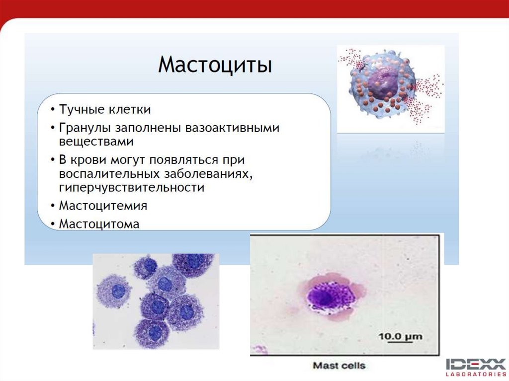 Тканевые базофилы. Тучные клетки лаброциты. Тучные клетки (тканевые базофилы). Тучные клетки морфология. Морфология лейкоцитов.