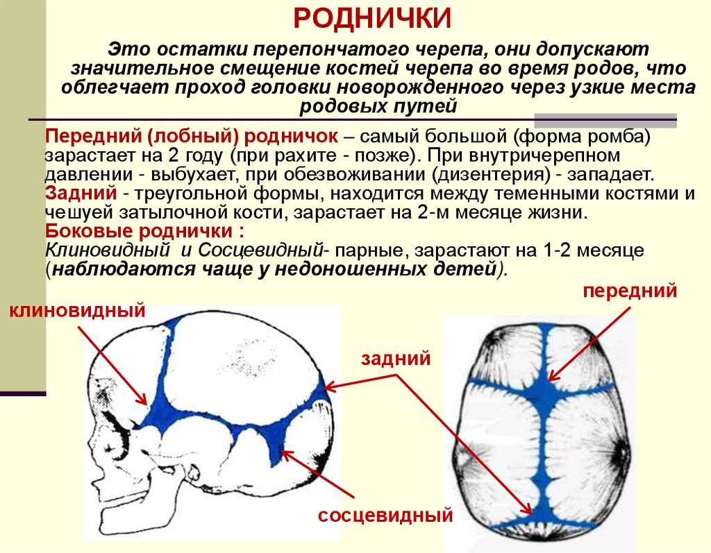 Швы и роднички черепа анатомия. Роднички черепа новорожденного. Строение родничков.