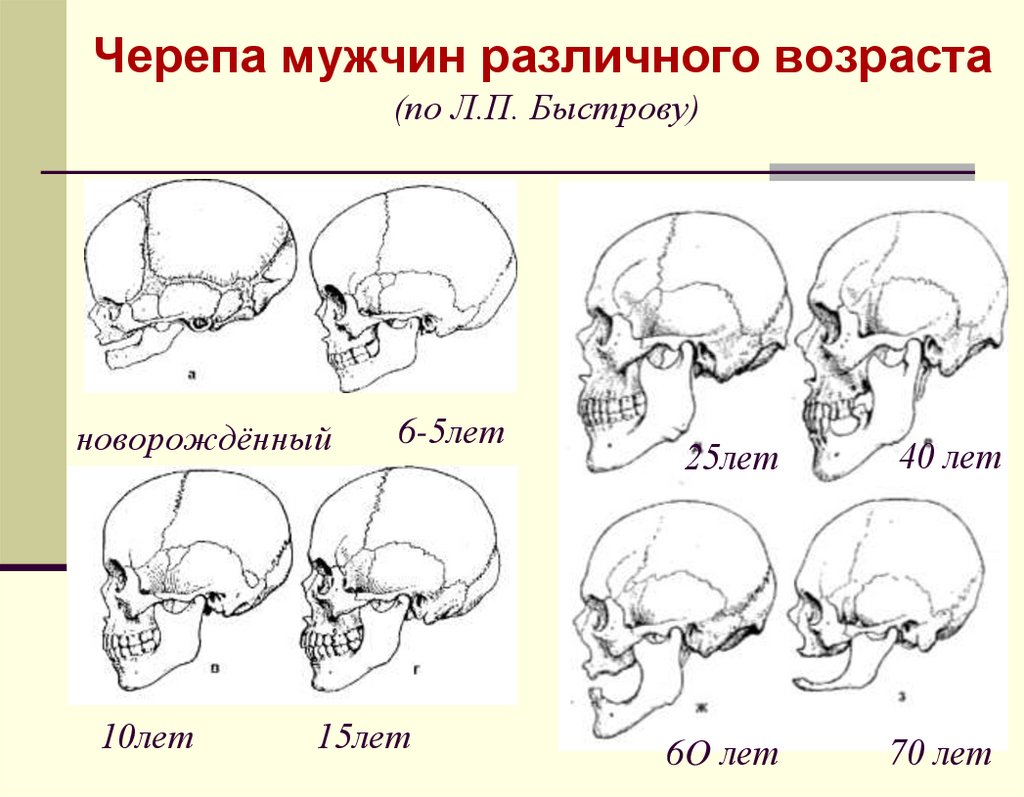 Варианты формы черепа. Форма черепа. Изменение черепа с возрастом. Формы черепа человека. Возрастные изменения черепа человека.