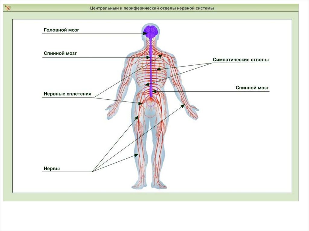 Какие органы относятся к центральной нервной системе