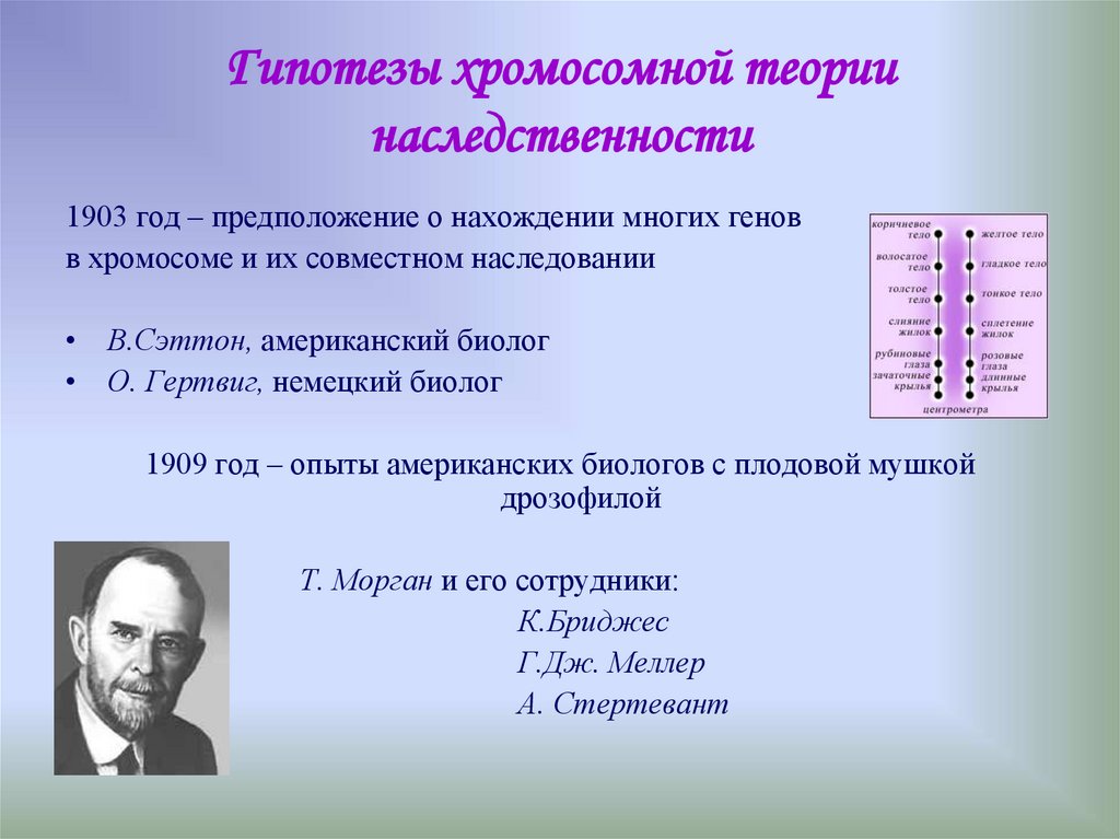 Хромосомная теория моргана. Хромосомная теория наследственности сцепленное наследование генов. Автор хромосомной теории наследственности. Сформулировал хромосомную теорию наследственности. Теория - хромосомная теория наследственности..