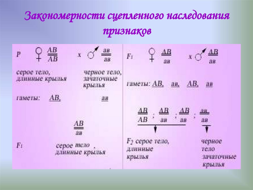 Решение задач на сцепленное наследование презентация