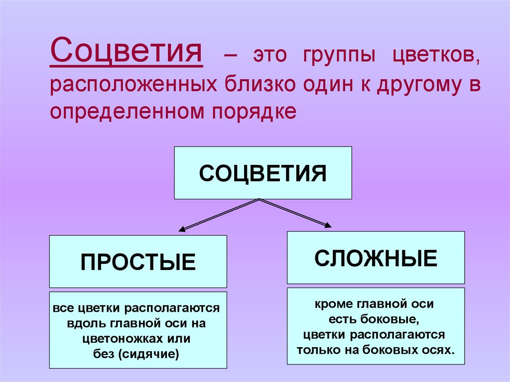 Презентация на тему соцветия