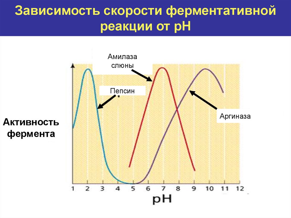 Активность фермента зависит от. Зависимость скорости ферментативной реакции от РН. Зависимость скорости реакции от PH. График зависимости скорости ферментативной реакции от РН среды. График активности фермента.