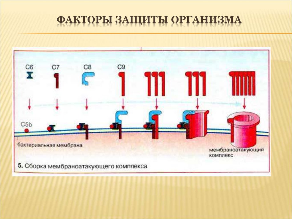 Системы защиты бактерий. Мембраноатакующий комплекс системы комплемента. Образование мембраноатакующего комплекса. Мембран атакующий комплекс. Мембраноатакующий комплекс функции.