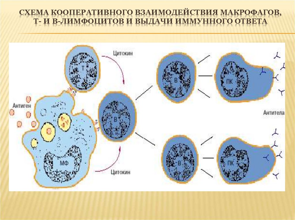 Антигены макрофагов. Взаимодействие т и в лимфоцитов и макрофагов в иммунном ответе. Схема иммунного ответа т и в лимфоциты. Фагоциты лимфоциты антитела. Взаимодействие т и в лимфоцитов.