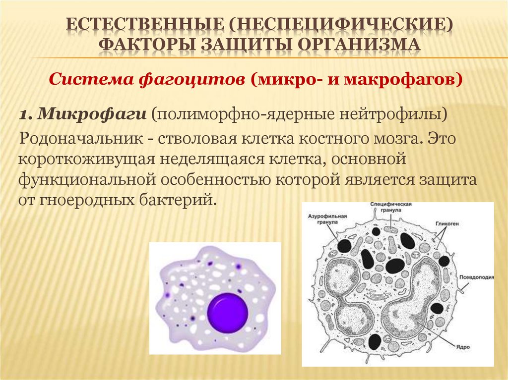 Макрофаги 1 3. Микрофаги и макрофаги. Морфология Макрофаг микро. Фагоциты и макрофаги. Неспецифическая защита организма клетки.