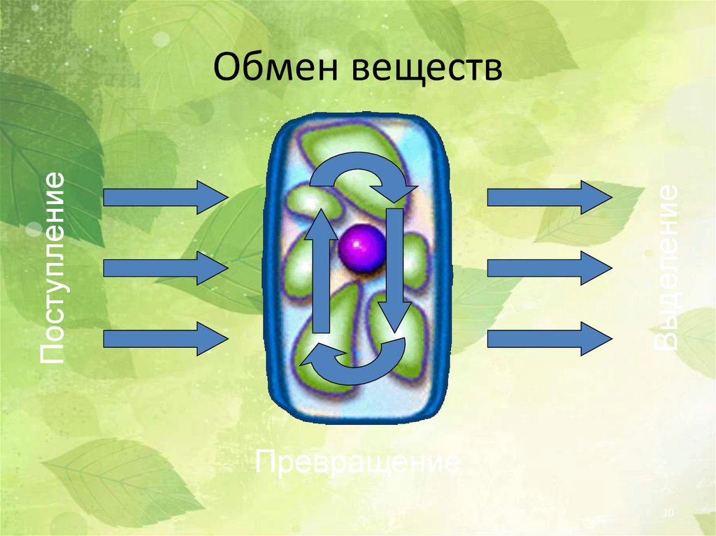 Особенности растительной клетки жизнедеятельность клетки