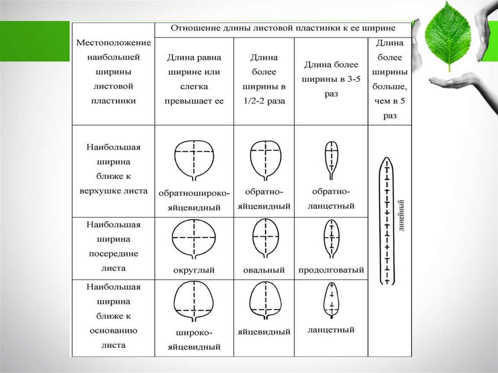 Характер листовых пластинок