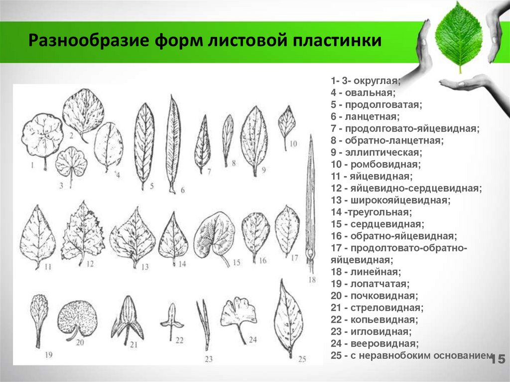 На рисунке изображены листовые пластинки двух типов простые а и сложные б соотнесите