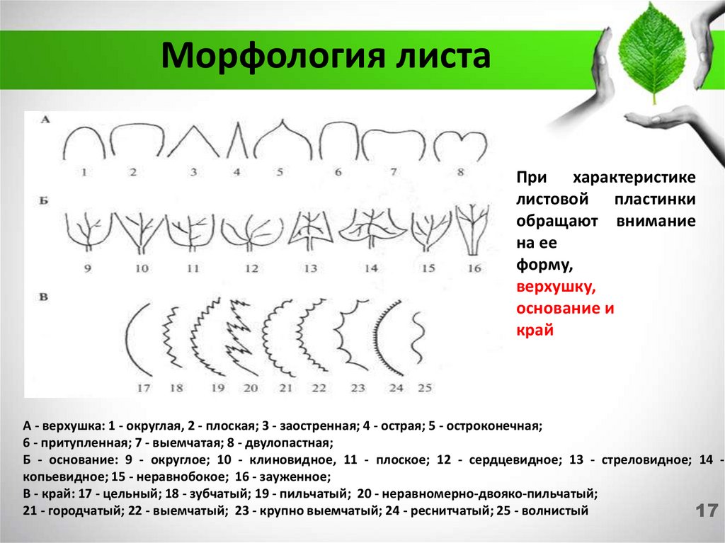 Клетки листовой пластинки