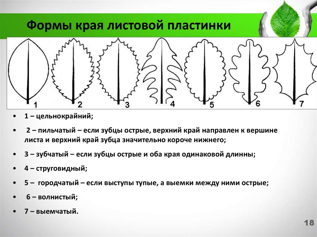 Характер листовых пластинок