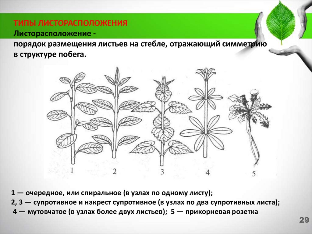 Какие типы листорасположения изображены на рисунке приведите примеры растений имеющих